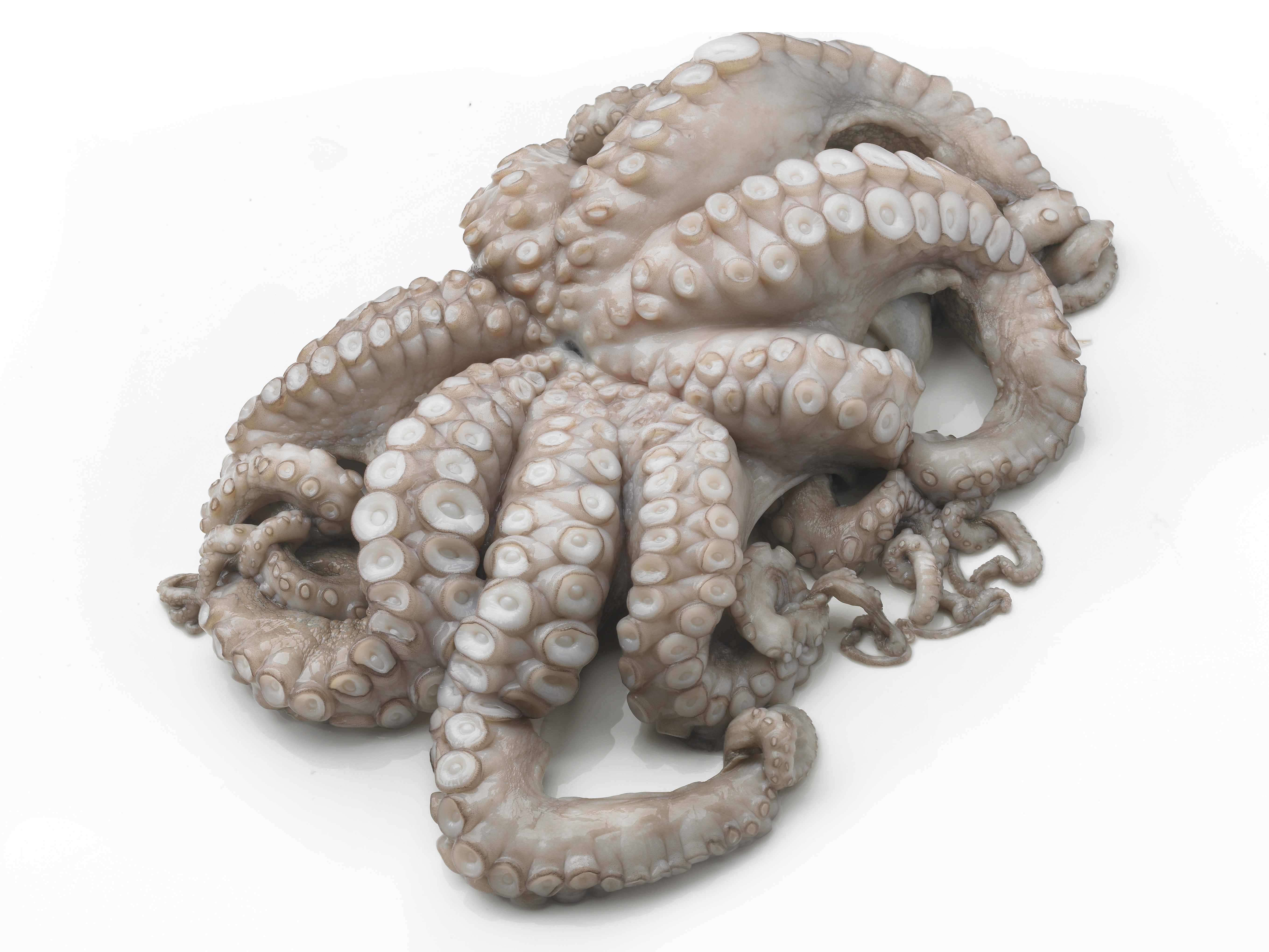 55385 Octopus vers 800 tot 1300 gram per stuk