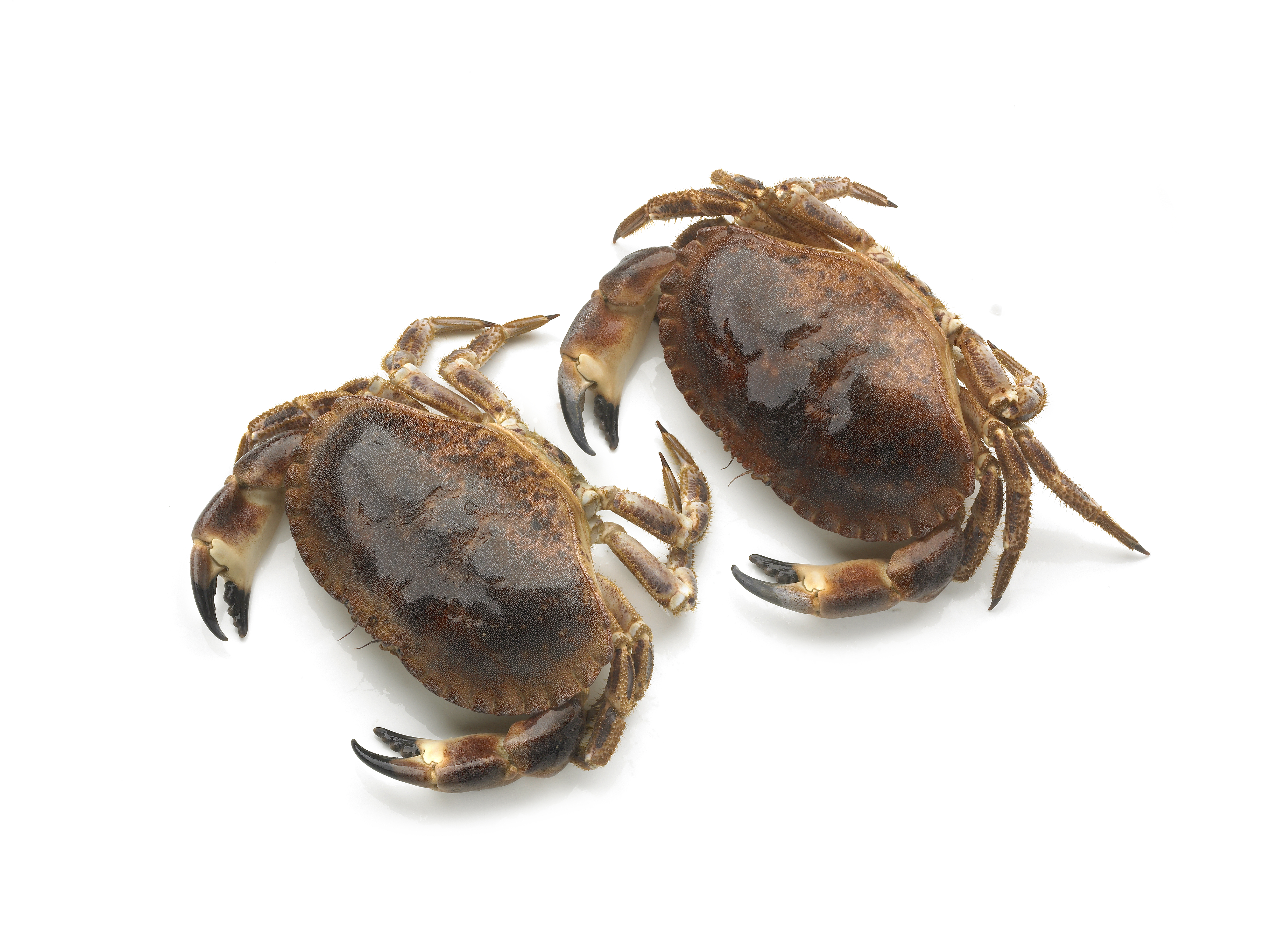 61642 Crab tourteau geportioneerd
